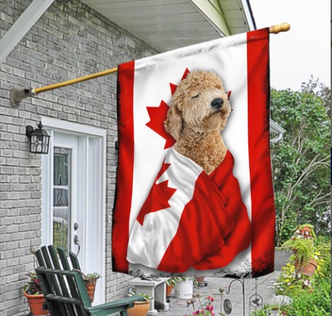 Goldendoodle patriotic dog