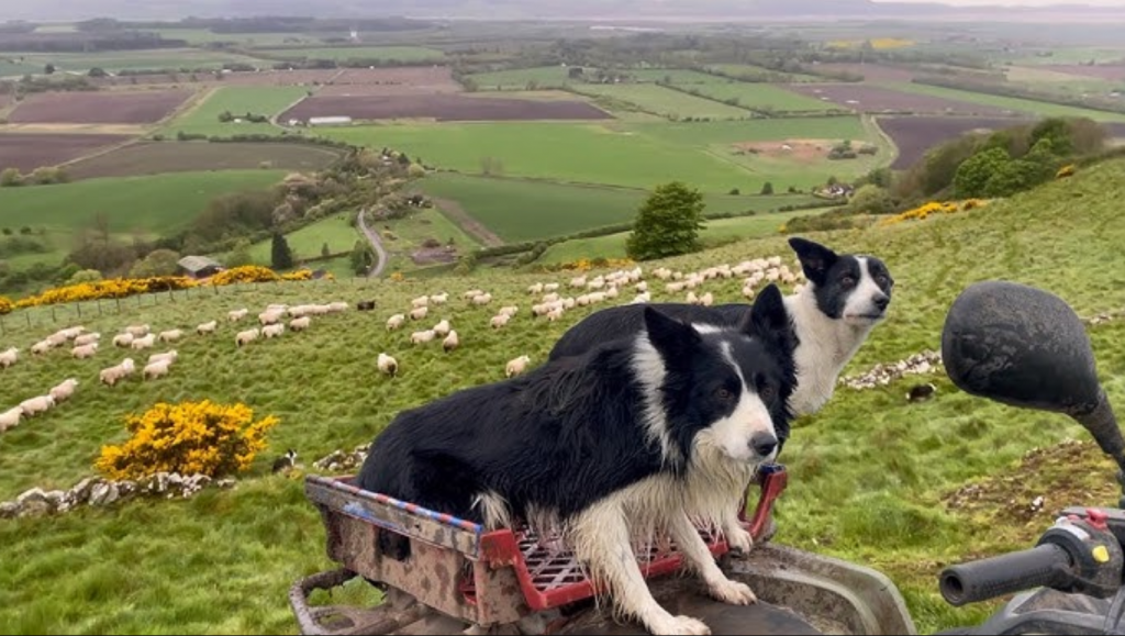 American sheepdogs