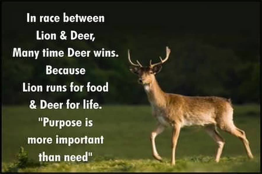 deer quotes