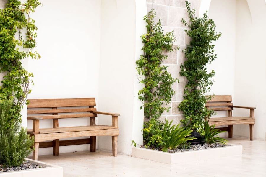Two wooden benches in front of a concrete wall with ivy