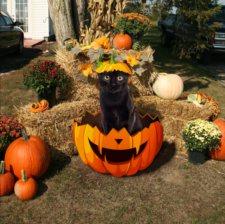 Black Cat Halloween Metal Sign Black Cat In Pumpkin Garden Sign Decoration