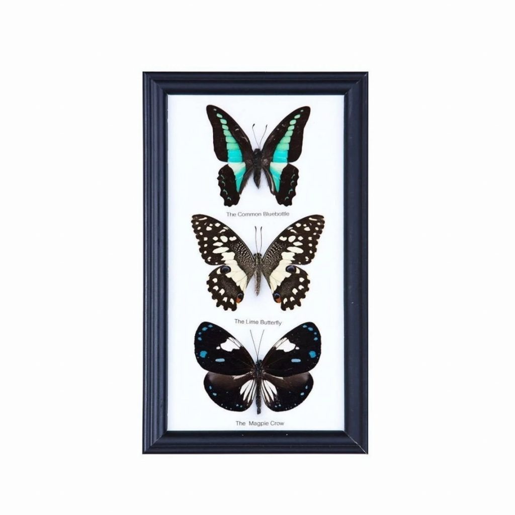 Ethical Butterfly Specimens Mounted Under Glass in a Wall Hanging Frame