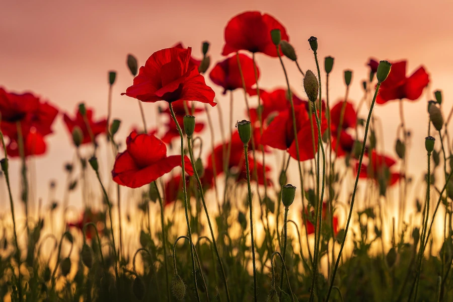 red as poppies on the battlefield