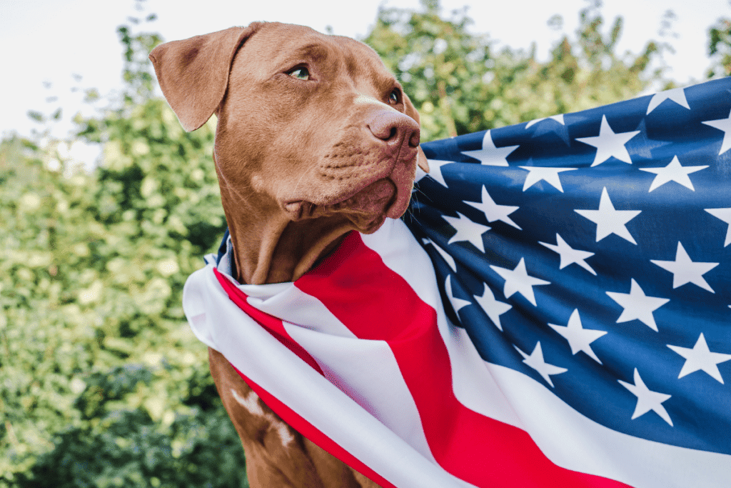 The Meaning Behind the Pitbull Flag