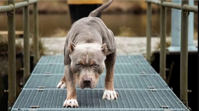 pitbull dog