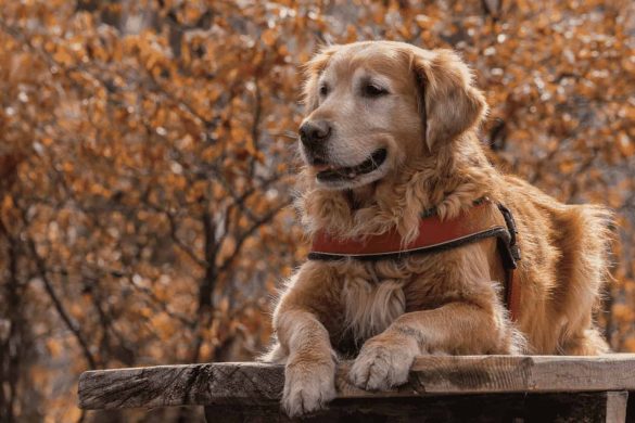 Golden Retriever Day