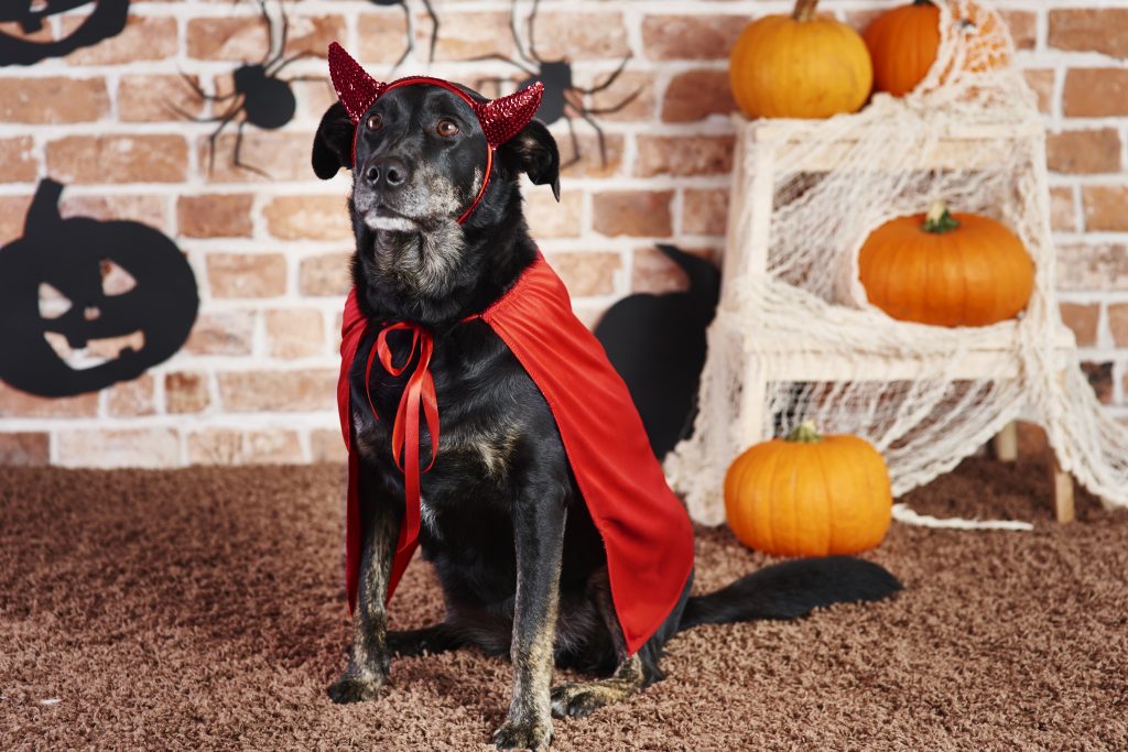 Serious dog in devil costume