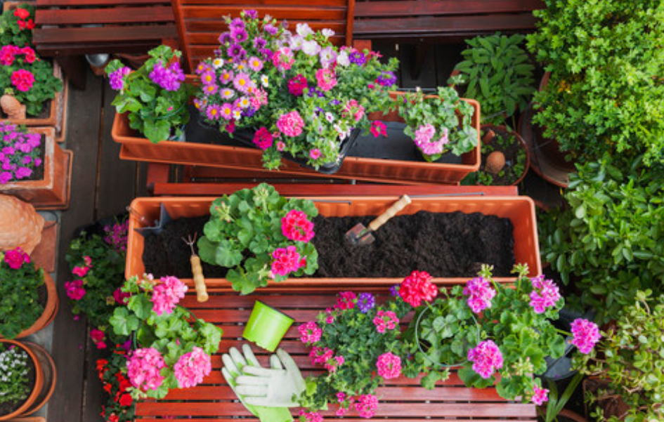 Garden Flowers and Greenery