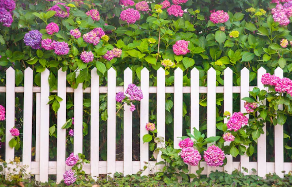 Garden Fence Flower