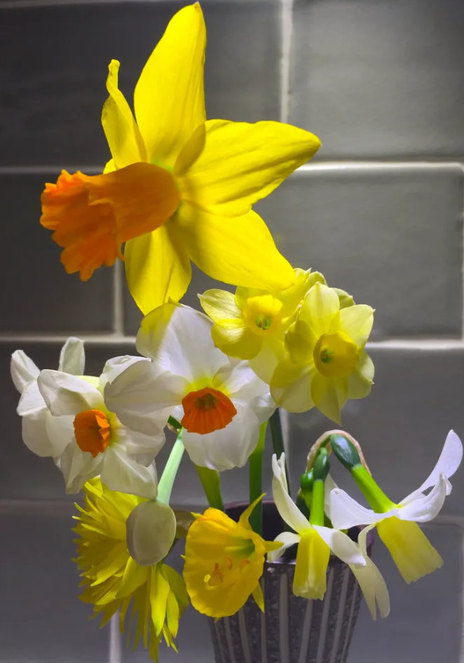 Daffodils