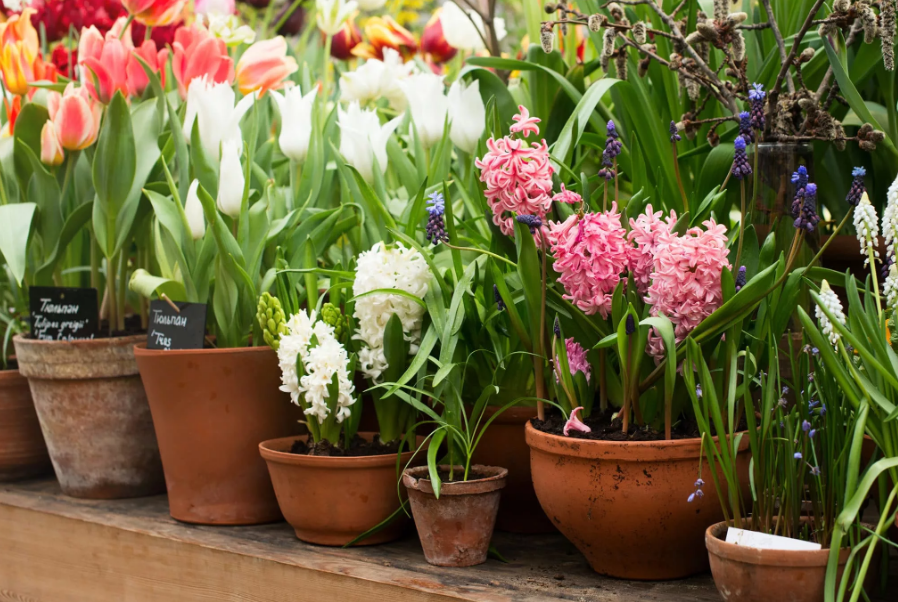 Flower Spring Pot