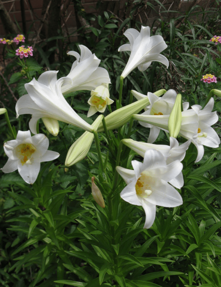 easter lilies